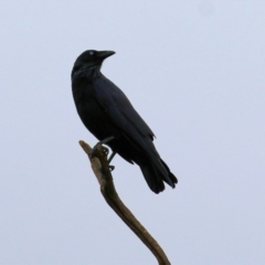 Corvus coronoides (Australian Raven) at Charles Sturt University - 3 Apr 2022 by KylieWaldon