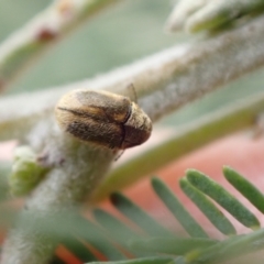 Elaphodes aeneolus (Leaf beetle) at Murrumbateman, NSW - 2 Apr 2022 by SimoneC