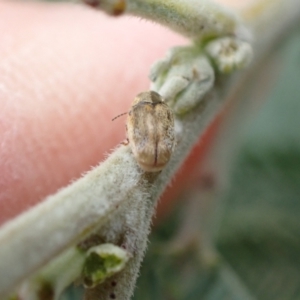 Elaphodes aeneolus at Murrumbateman, NSW - 2 Apr 2022