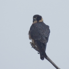 Falco longipennis (Australian Hobby) at Stromlo, ACT - 3 Apr 2022 by HelenCross