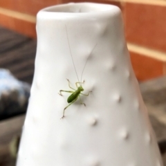 Caedicia simplex (Common Garden Katydid) at GG182 - 27 Mar 2022 by KMcCue