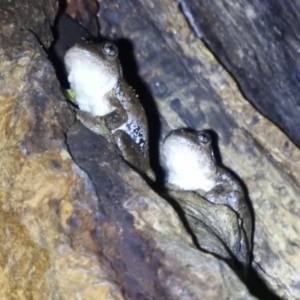 Litoria peronii at Kambah, ACT - 3 Apr 2022