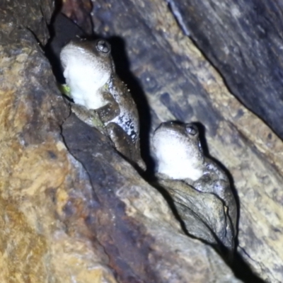 Litoria peronii (Peron's Tree Frog, Emerald Spotted Tree Frog) at Lions Youth Haven - Westwood Farm - 3 Apr 2022 by HelenCross