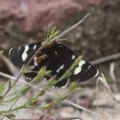 Phalaenoides tristifica at Acton, ACT - 4 Feb 2022