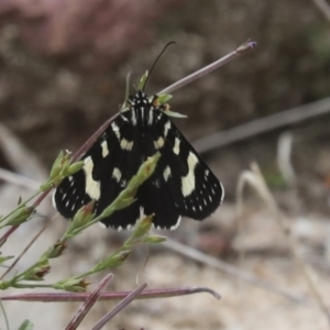 Phalaenoides tristifica at Acton, ACT - 4 Feb 2022