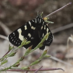 Phalaenoides tristifica at Acton, ACT - 4 Feb 2022