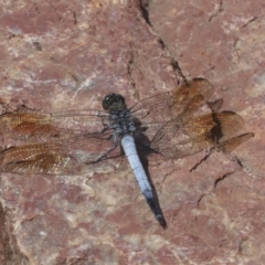 Orthetrum caledonicum (Blue Skimmer) at Acton, ACT - 4 Feb 2022 by AlisonMilton