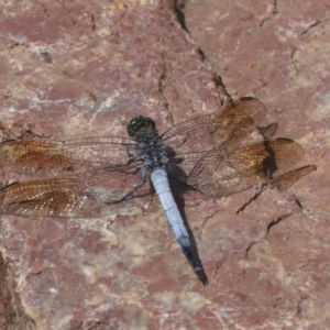 Orthetrum caledonicum at Acton, ACT - 4 Feb 2022