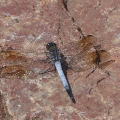 Orthetrum caledonicum (Blue Skimmer) at ANBG - 4 Feb 2022 by AlisonMilton