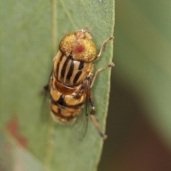 Eristalinus punctulatus (Golden Native Drone Fly) at Acton, ACT - 4 Feb 2022 by AlisonMilton