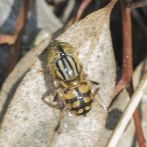 Eristalinus punctulatus at Acton, ACT - 4 Feb 2022