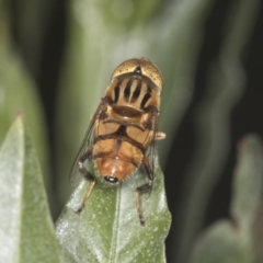 Eristalinus punctulatus (Golden Native Drone Fly) at Acton, ACT - 4 Feb 2022 by AlisonMilton