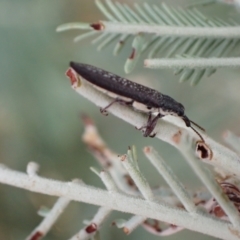 Rhinotia sparsa (A belid weevil) at Murrumbateman, NSW - 2 Apr 2022 by SimoneC