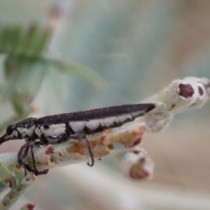 Rhinotia sparsa at Murrumbateman, NSW - 2 Apr 2022