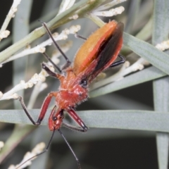 Gminatus australis (Orange assassin bug) at Acton, ACT - 4 Feb 2022 by AlisonMilton