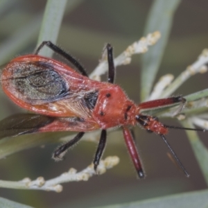 Gminatus australis at Acton, ACT - 4 Feb 2022 03:10 PM