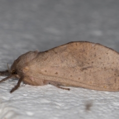 Elhamma australasiae (A Swift or Ghost moth (Hepialidae)) at Melba, ACT - 11 Feb 2022 by kasiaaus