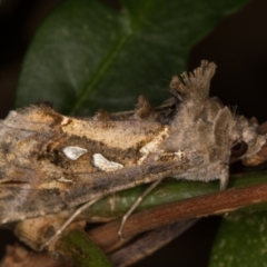 Chrysodeixis argentifera (Tobacco Looper) at Melba, ACT - 11 Feb 2022 by kasiaaus