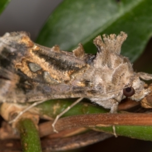 Chrysodeixis argentifera at Melba, ACT - 11 Feb 2022