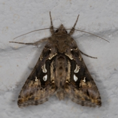 Chrysodeixis argentifera at Melba, ACT - 11 Feb 2022 10:59 PM