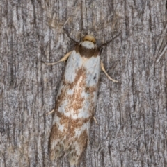 Palimmeces habrophanes (A Concealer moth) at Melba, ACT - 12 Feb 2022 by kasiaaus