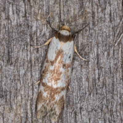 Palimmeces habrophanes (A Concealer moth) at Melba, ACT - 12 Feb 2022 by kasiaaus