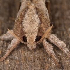 Elhamma australasiae (A Swift or Ghost moth (Hepialidae)) at Melba, ACT - 12 Feb 2022 by kasiaaus