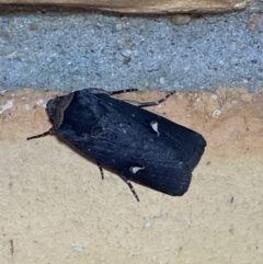Proteuxoa testaceicollis (Tawny-coloured Noctuid) at Jerrabomberra, NSW - 3 Apr 2022 by SteveBorkowskis