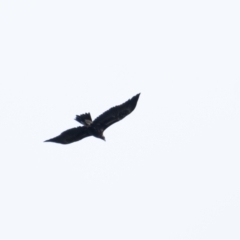 Aquila audax (Wedge-tailed Eagle) at Penrose - 31 Mar 2022 by Aussiegall