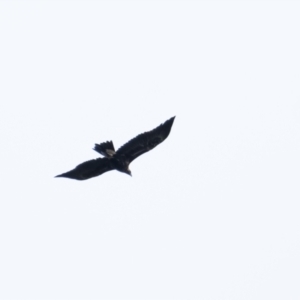 Aquila audax at Penrose, NSW - 1 Apr 2022 10:58 AM