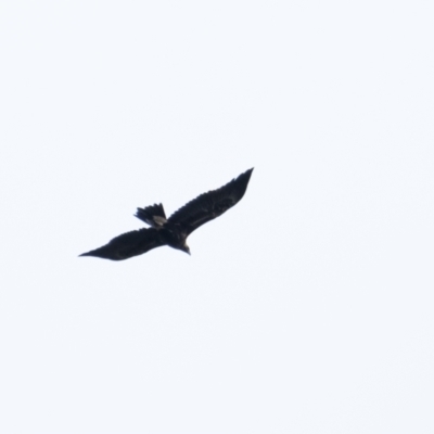 Aquila audax (Wedge-tailed Eagle) at Penrose, NSW - 31 Mar 2022 by Aussiegall