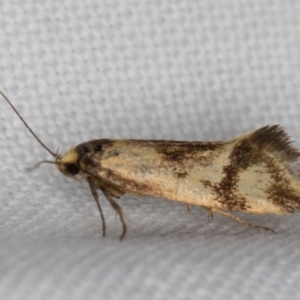 Isomoralla pyrrhoptera at Melba, ACT - 12 Feb 2022