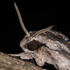 Agrius convolvuli (Convolvulus Hawk Moth) at Melba, ACT - 13 Feb 2022 by kasiaaus