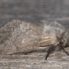 Pernattia pusilla at Melba, ACT - 13 Feb 2022