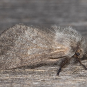 Pernattia pusilla at Melba, ACT - 13 Feb 2022 09:44 PM