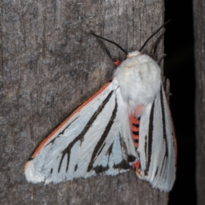 Aloa marginata at Melba, ACT - 13 Feb 2022