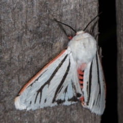 Aloa marginata (Donovan's Tiger Moth) at Melba, ACT - 13 Feb 2022 by kasiaaus