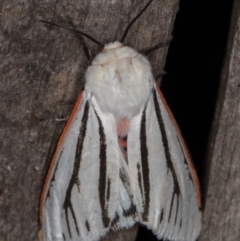 Aloa marginata at Melba, ACT - 13 Feb 2022