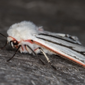 Aloa marginata at Melba, ACT - 13 Feb 2022