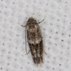 Elachista velox (A Gelechioid moth (Elachistidae\) at Melba, ACT - 13 Feb 2022 by kasiaaus
