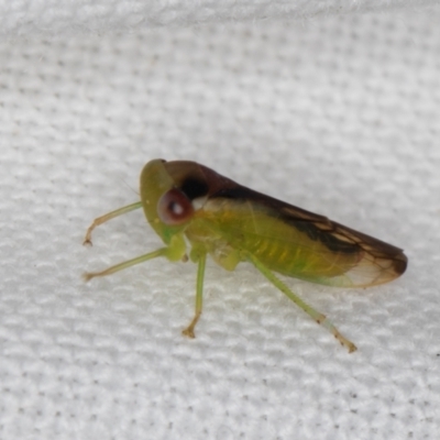 Unidentified Leafhopper or planthopper (Hemiptera, several families) at Melba, ACT - 13 Feb 2022 by kasiaaus