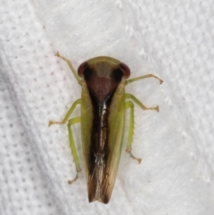 Cicadellidae (family) at Melba, ACT - 13 Feb 2022 10:10 PM