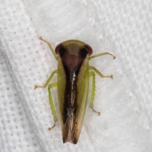 Cicadellidae (family) at Melba, ACT - 13 Feb 2022