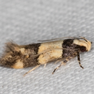 Macrobathra hamaxitodes at Melba, ACT - 13 Feb 2022