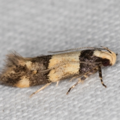 Macrobathra hamaxitodes (A Gelechioid moth) at Melba, ACT - 13 Feb 2022 by kasiaaus