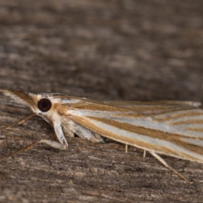 Unidentified Pyralid or Snout Moth (Pyralidae & Crambidae) at Melba, ACT - 13 Feb 2022 by kasiaaus