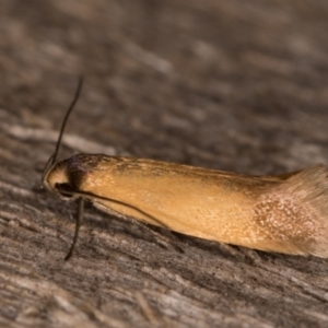 Phauloplana illuta at Melba, ACT - 13 Feb 2022 11:40 PM