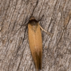 Phauloplana illuta at Melba, ACT - 13 Feb 2022 11:40 PM