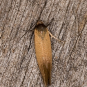 Phauloplana illuta at Melba, ACT - 13 Feb 2022 11:40 PM