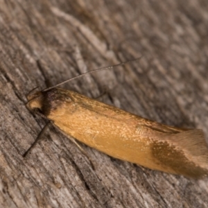 Phauloplana illuta at Melba, ACT - 13 Feb 2022 11:40 PM